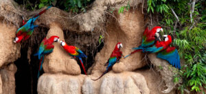 Manu & Tambopata 11D/10N